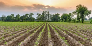 NRI agricultural land in India: what NRIs can and cannot do under FEMA